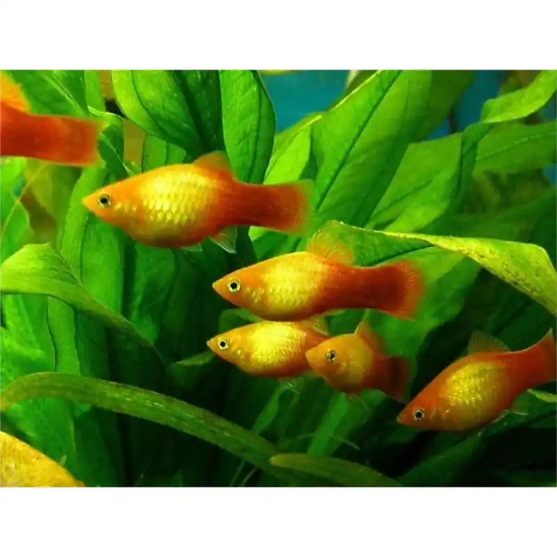 Xiphophorus maculatus sunset Disponibil imediat