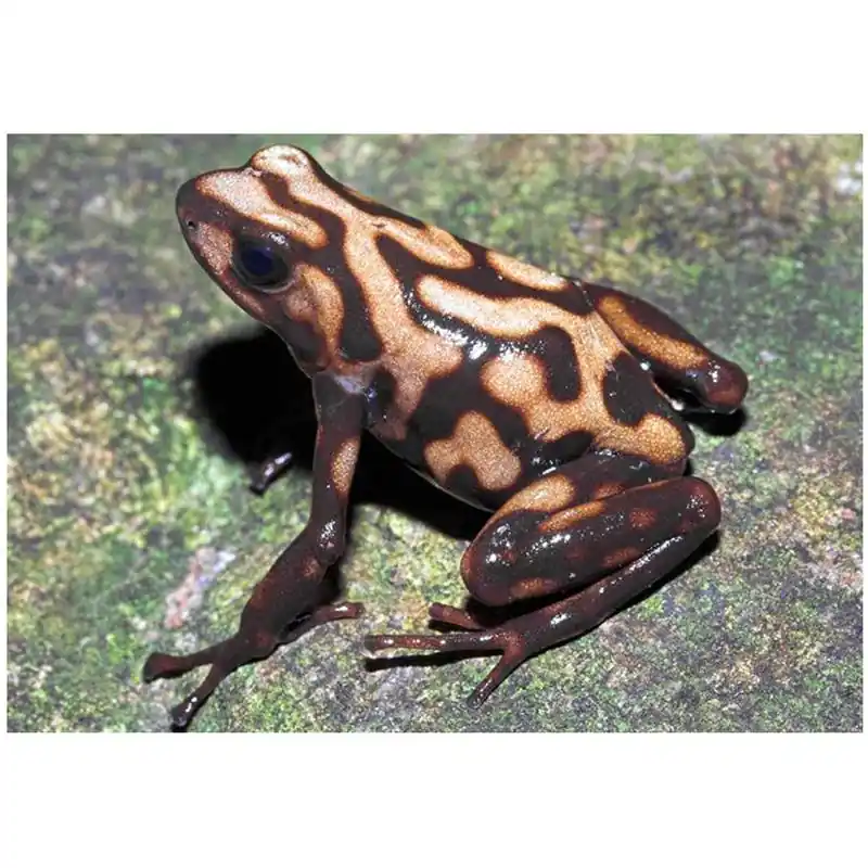 Ofertă specială Broasca Dendrobates auratus Campana (Poison dart frog)
