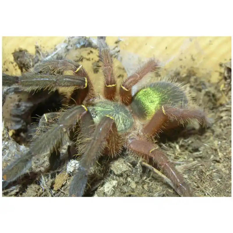 Tarantula Ephebopus uathuman Bestseller