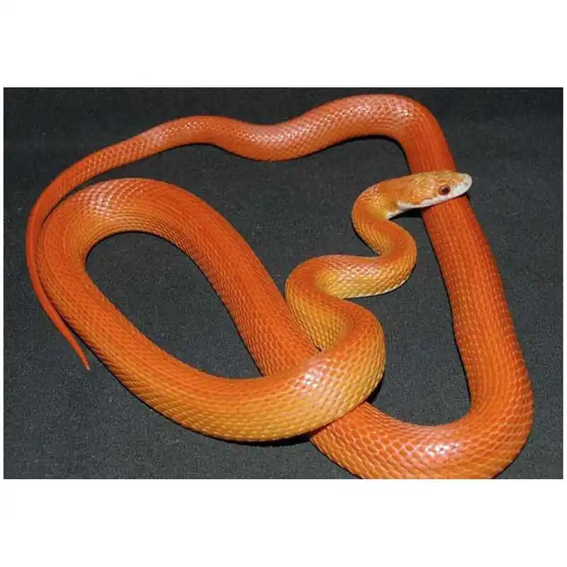 Sarpe Elaphe guttata vitramel (Corn snake) Discount