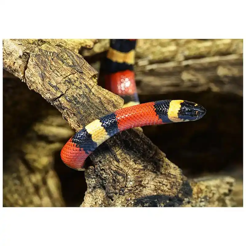 Plată securizată Lampropeltis triangulum campbelli apricot