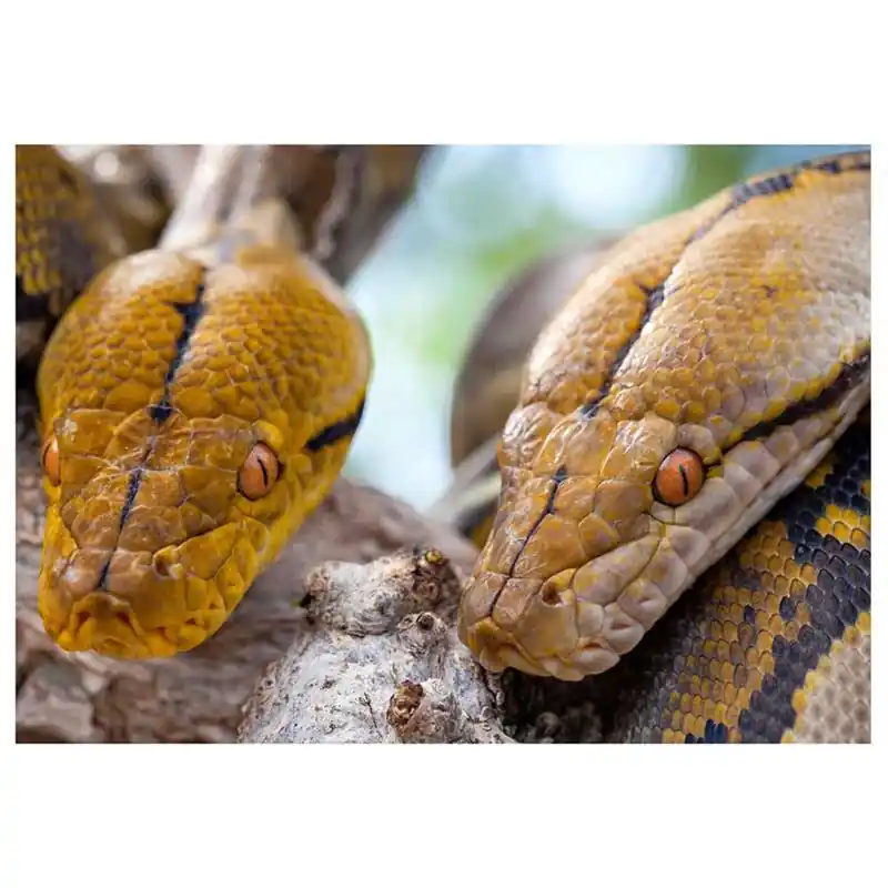 Pitoni reticulari (Malayopython reticulatus) Ofertă exclusivă
