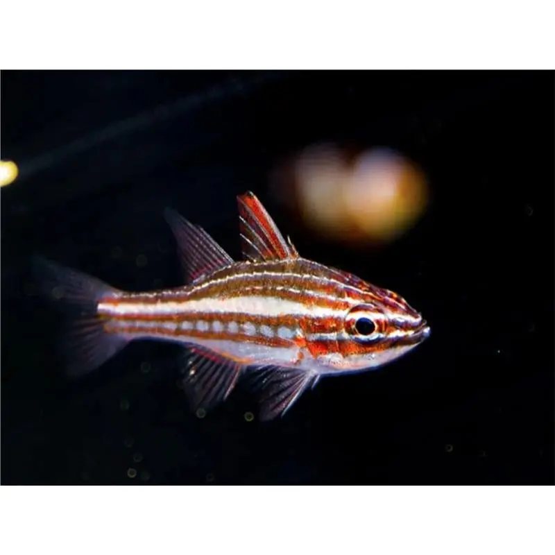 Preferatul clienților Cardinal Apogon margaritophorus