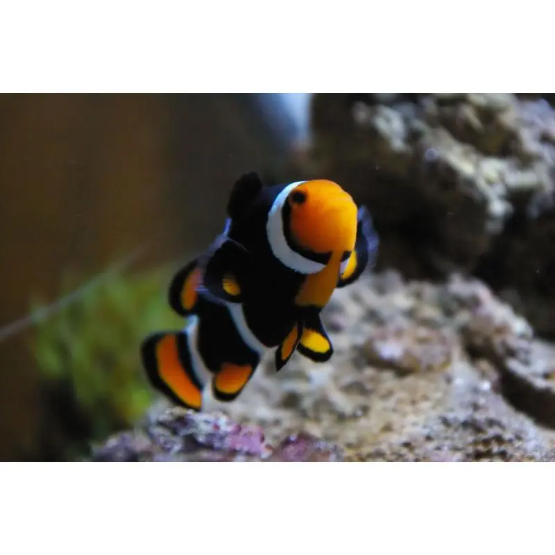 Ofertă limitată Amphiprion ocellaris onyx