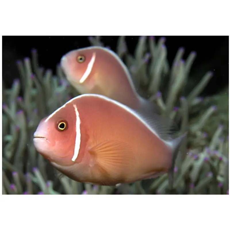 Amphiprion perideraion (Pink Skunk Clownfish) Doar azi