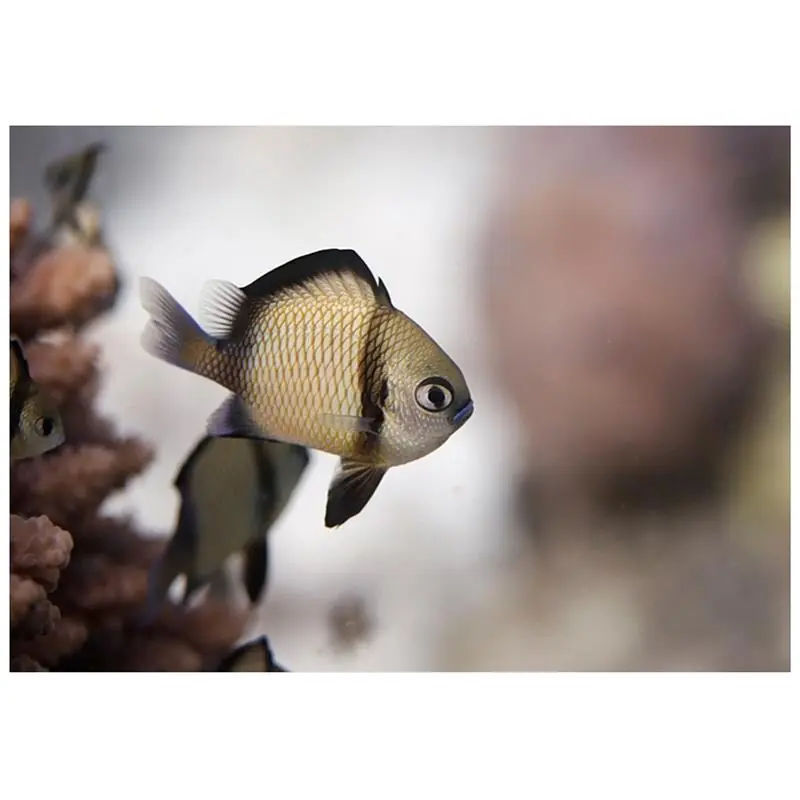 Dascyllus reticulatus (Two stripe dascyllus) Ofertă specială