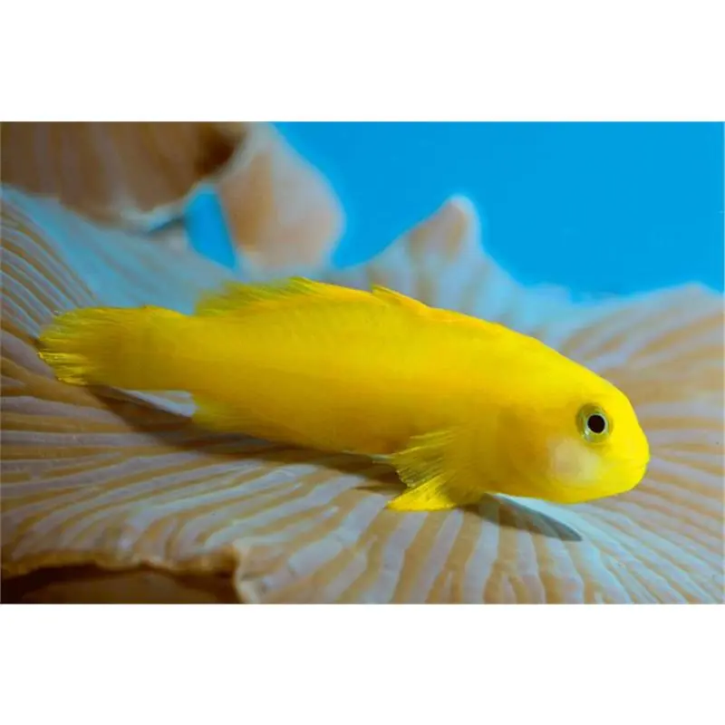 Yellow clown goby (Gobiodon okinawae) Retur gratuit