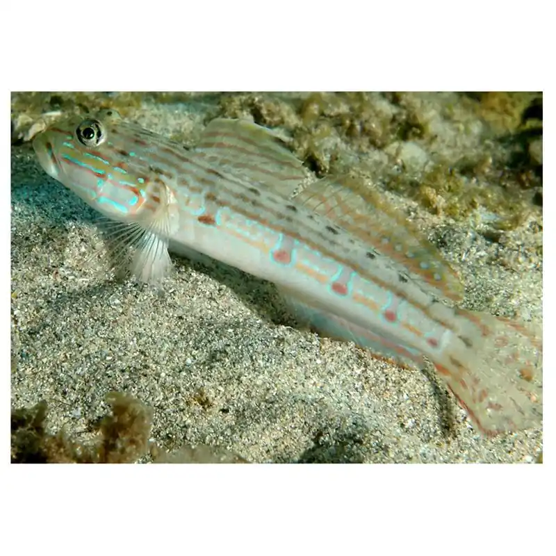 Valenciennea longipinis Doar azi