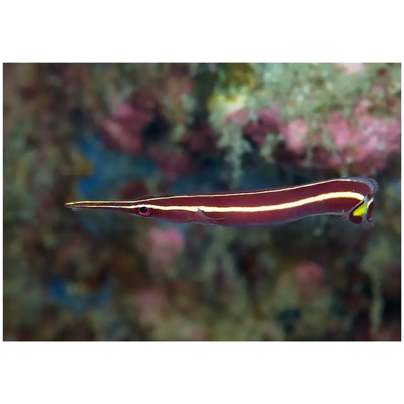 Yellow Stripe Clingfish (Diademichthys lineatus) Chilipir