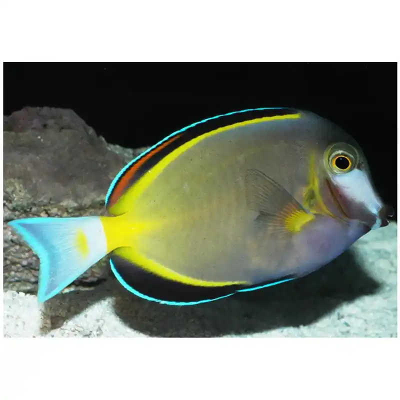 Acanthurus japonicus (Powder brown tang) Livrare rapidă