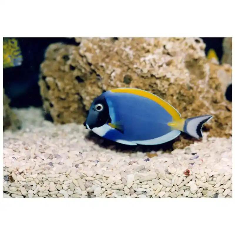 Acanthurus leucosternon (Powder Blue Tang) Vezi acum