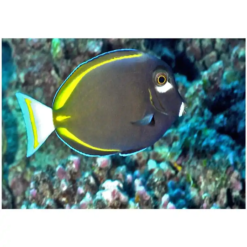 Acanthurus nigricans Lichidare de stoc