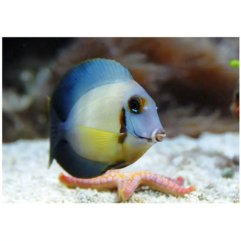 Acanthurus pyroferus Calitate înaltă