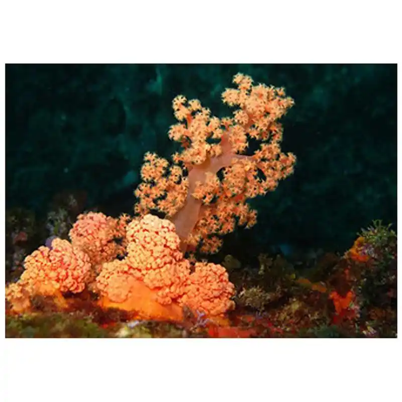 Preț redus Red Orange Silk Coral