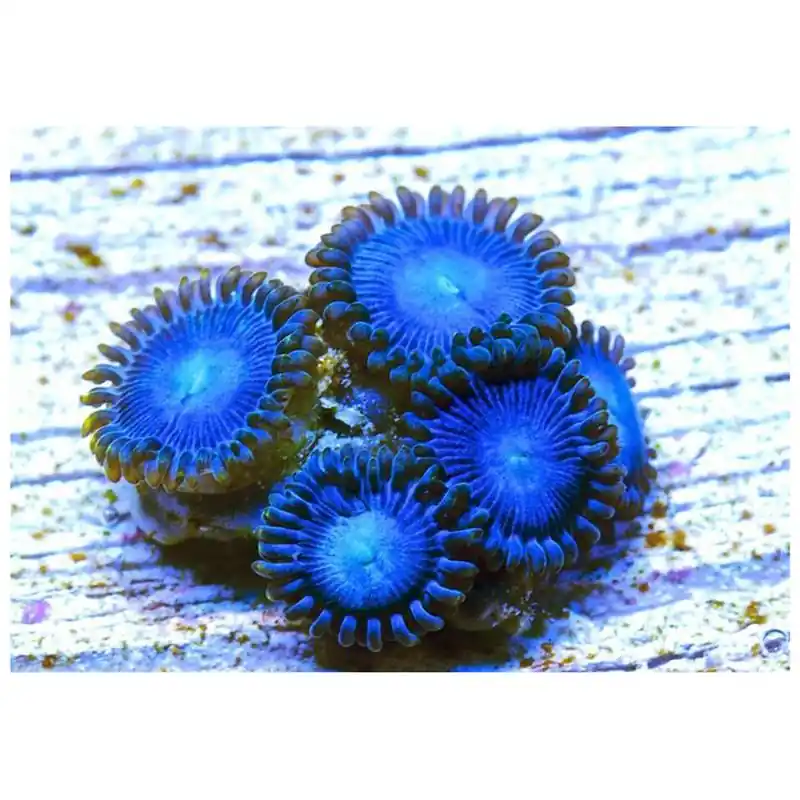 Reducere specială Corali Zoanthus sp. Blue