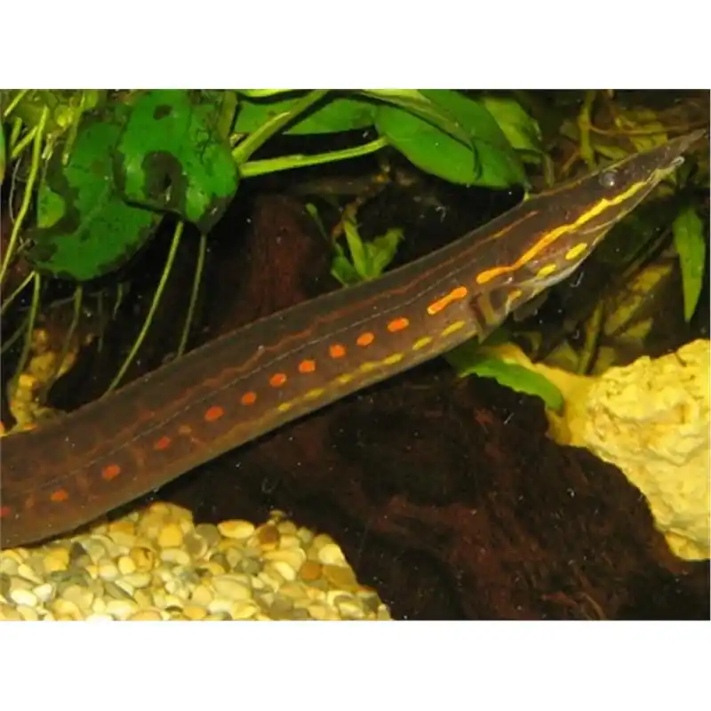 Mastacembelus erythrotaenia Spotted Fire Eel Ofertă