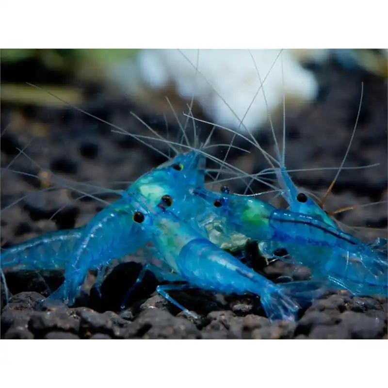 Neocaridina Blue Aura Plată sigură