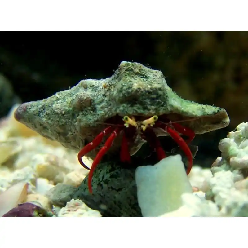 Redleg Hermit crab Paguristes Doar azi