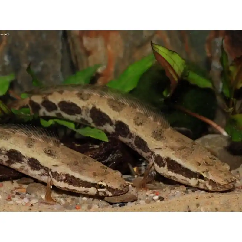 Channa obscurus Preț redus