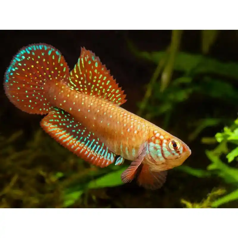 Cumpără acum Nematolebias papiliferus Inoa