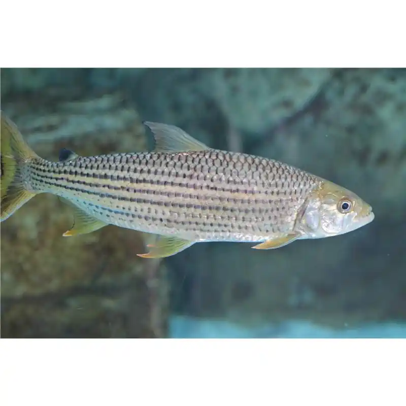 Hydrocynus vittatus ( African tigerfish) Reducere