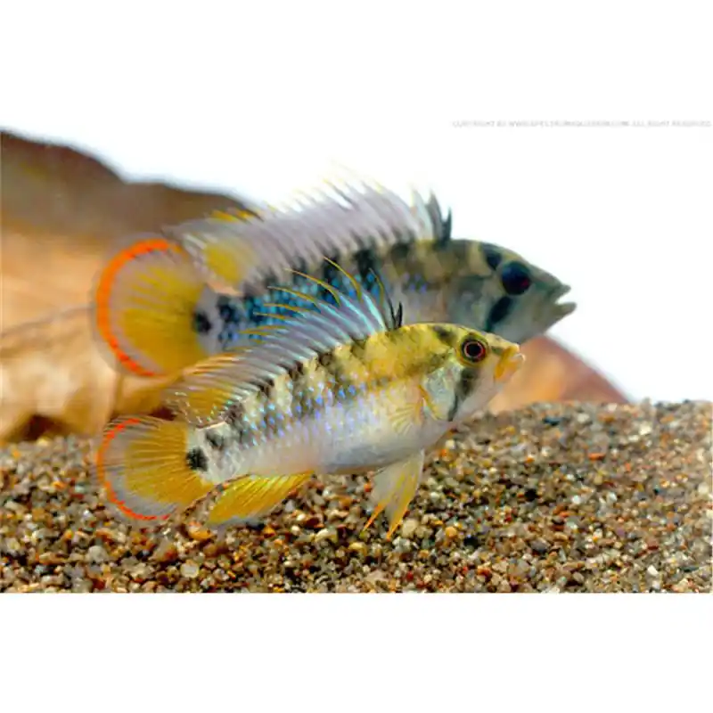 Mai ieftin Apistogramma Baenschi - Inca