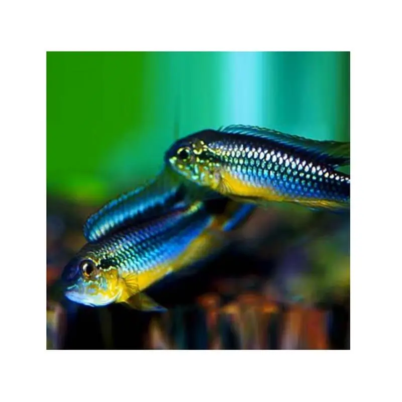 Apistogramma agassizi Rio Tefe-Blue Ofertă de sezon