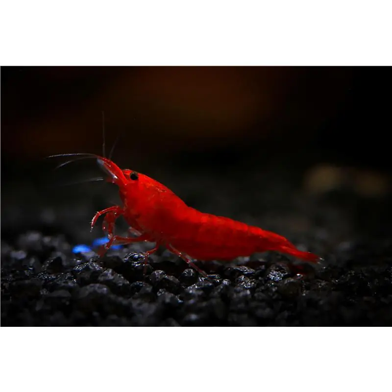 Neocaridina davidi bloody mary Noutate