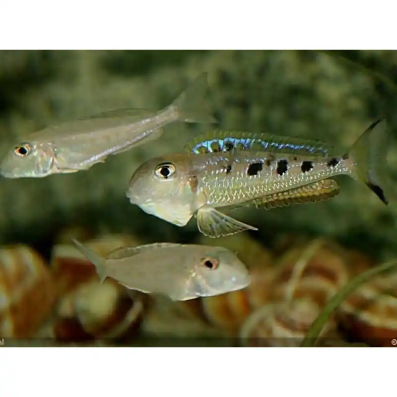 Xenotilapia ochrogenys ndole Vezi acum