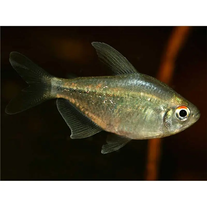 Moenkhausia pittieri Premium