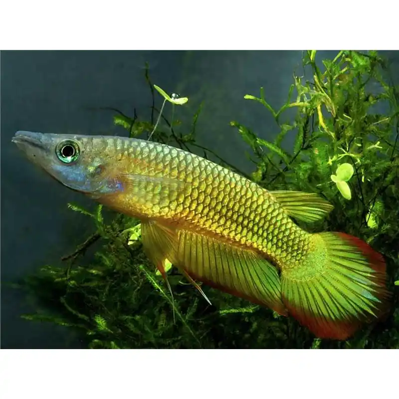 Aplocheilus lineatus gold Preferatul clienților