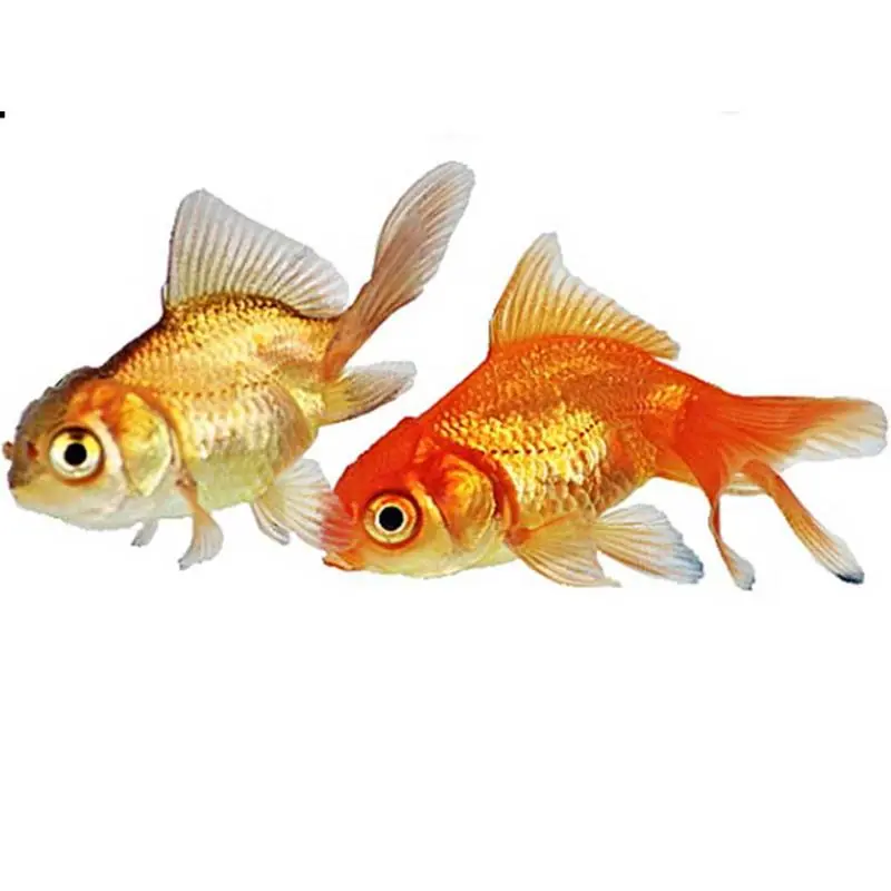 Cel mai vândut Carassius auratus l.f. mixed