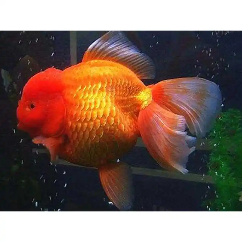 Lichidare de stoc Carassius auratus long fin red oranda