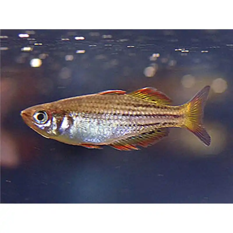 Melanotaenia maccullochi Disponibil imediat
