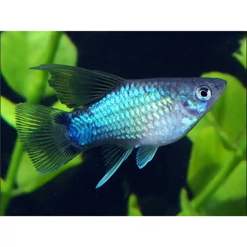 Xiphophorus maculatus blue mickey mouse HF Bestseller