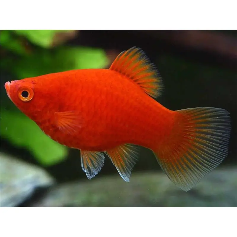 Xiphophorus maculatus red (platty) Mai ieftin