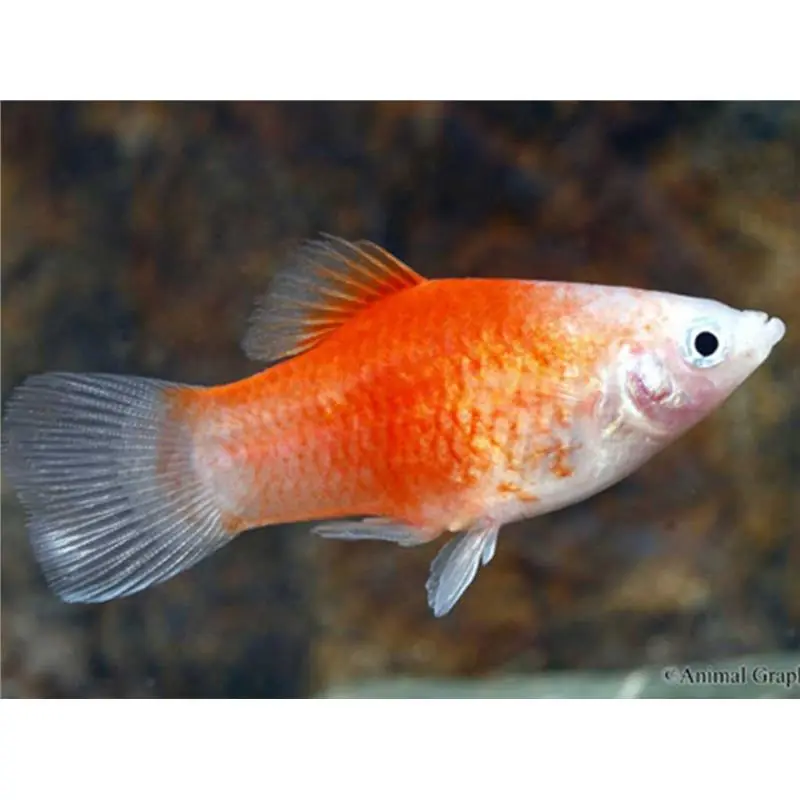 Xiphophorus maculatus red & white Disponibil imediat