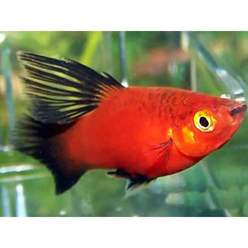 Xiphophorus maculatus red tuxedo hi-fin Chilipir