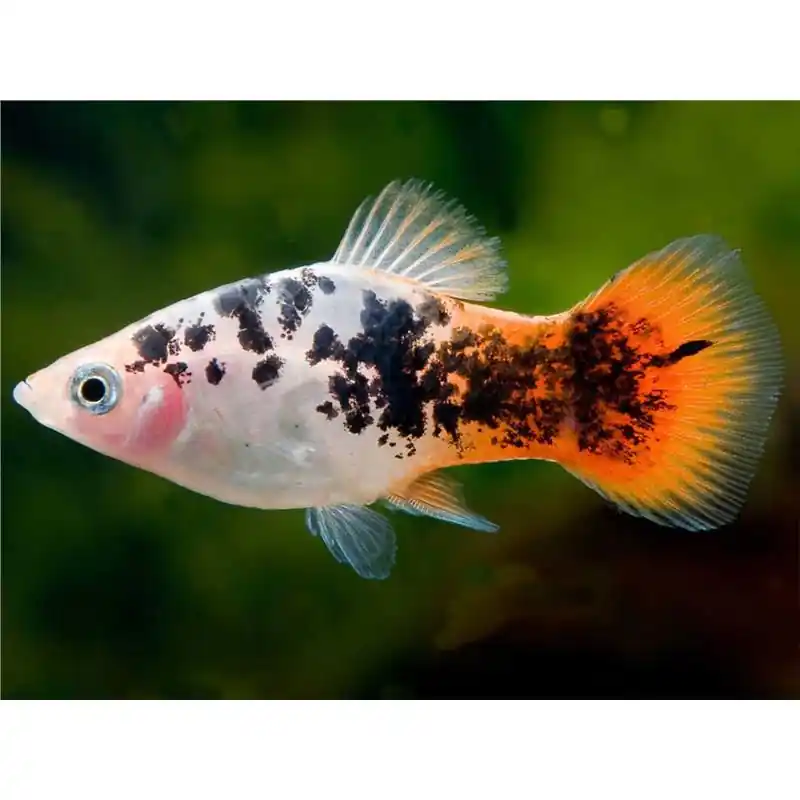 Xiphophorus maculatus salt & pepper Ofertă limitată