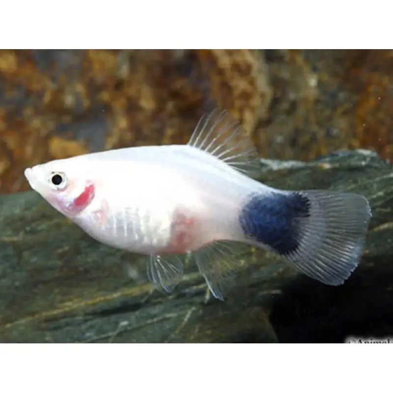 Xiphophorus maculatus white mickey mouse Preferatul clienților