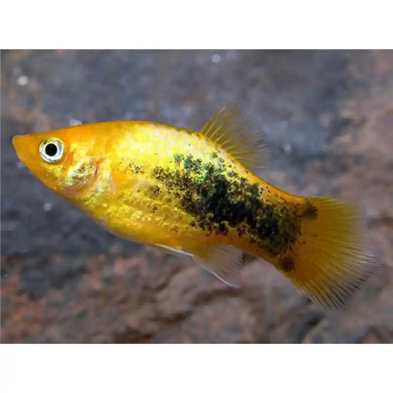 Xiphophorus maculatus yellow tuxedo Ofertă de sezon