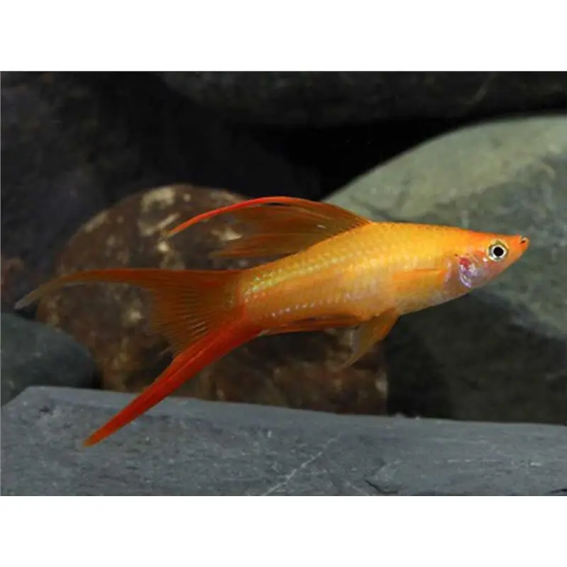 Xiphophorus helleri mary gold Ultima șansă