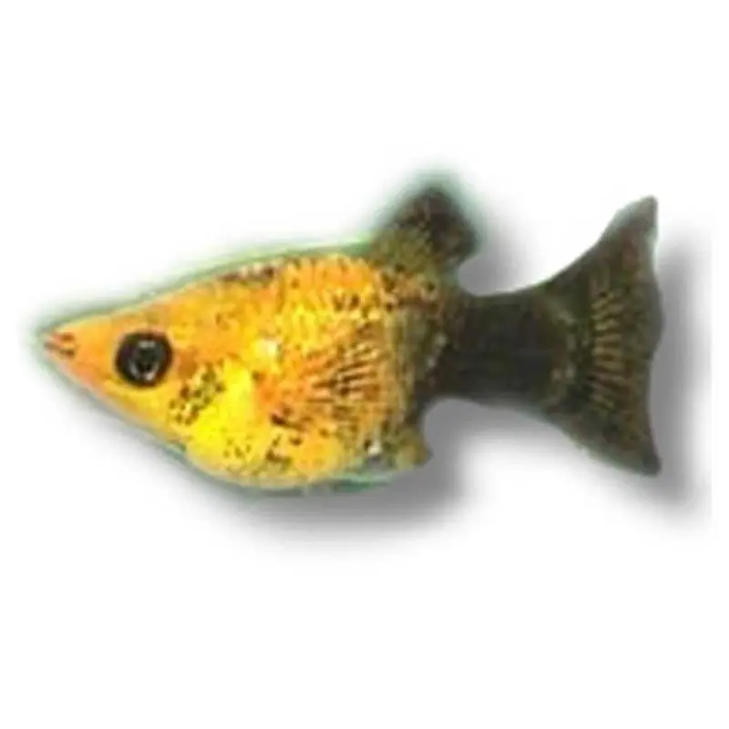 Noutate Poecilia sphenops gold black lyra moll