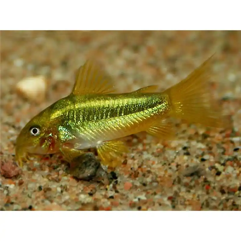 Corydoras sp. green laser CW009 Lichidare de stoc
