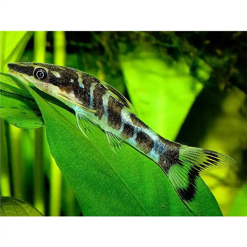 Retur gratuit Otocinclus cocama zebra