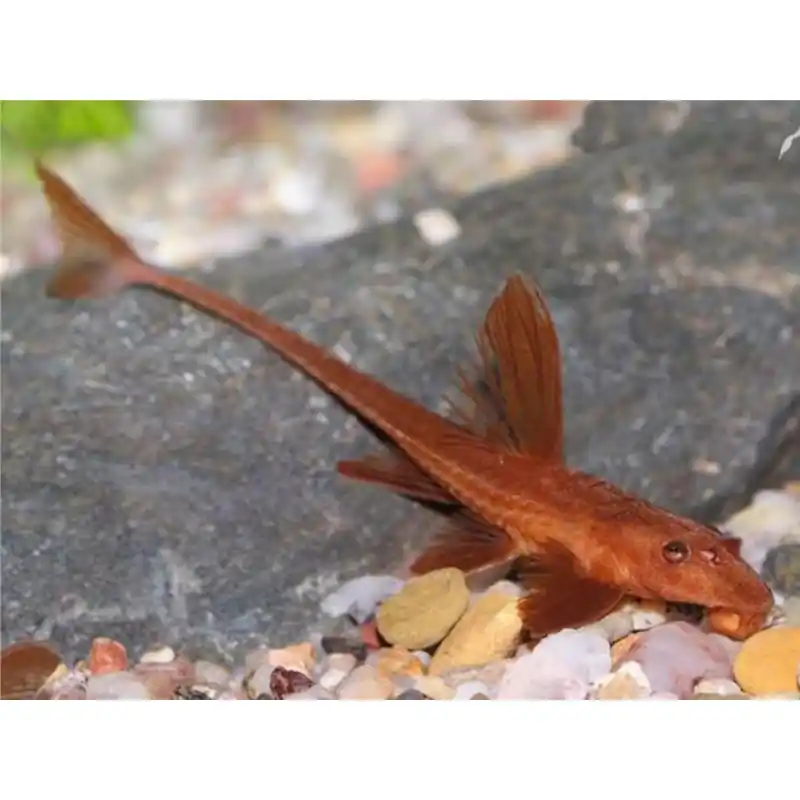 Rineloricaria lanceolata Retur ușor