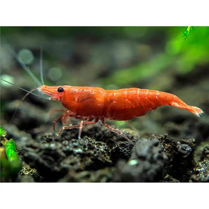 Nu rata Neocaridina sp. Fire