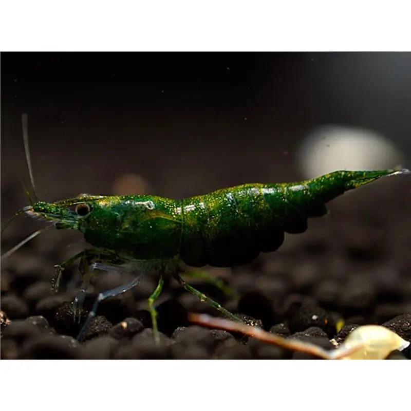 Reducere de preț Neocaridina davidi green jade