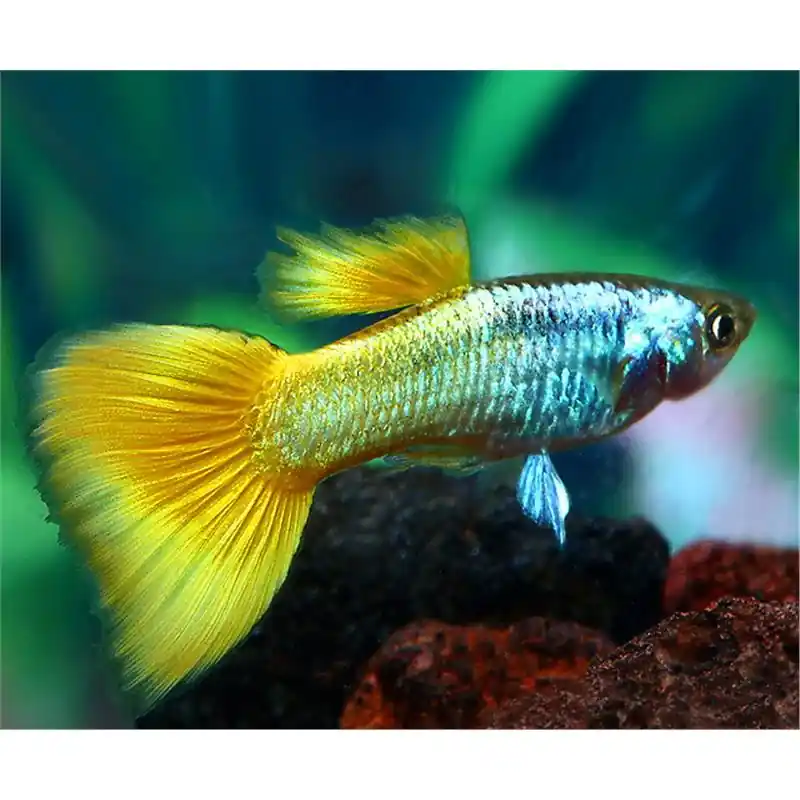 Guppy golden tuxedo Cumpără acum