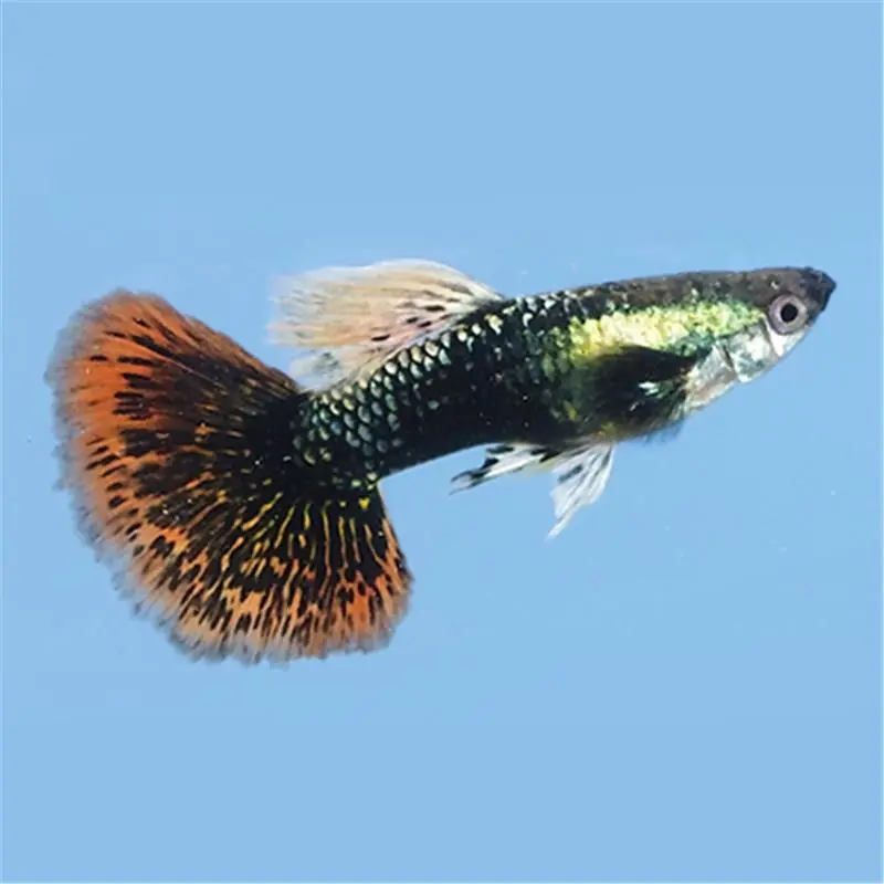 Promoție Guppy tuxedo red dragon